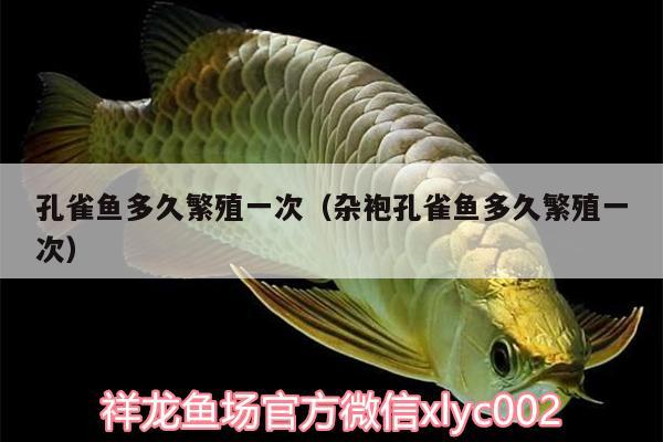 孔雀魚多久繁殖一次（雜袍孔雀魚多久繁殖一次）