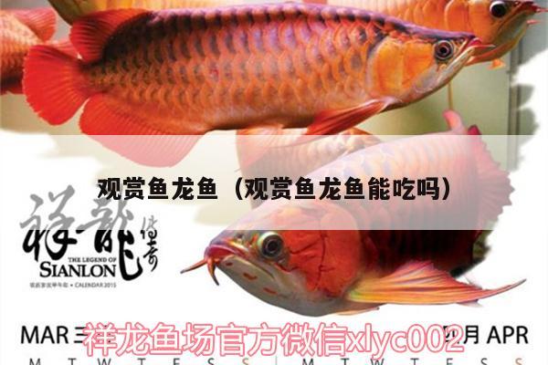 觀賞魚龍魚（觀賞魚龍魚能吃嗎） 除藻劑