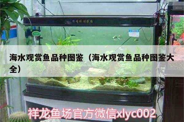 海水觀賞魚(yú)品種圖鑒（海水觀賞魚(yú)品種圖鑒大全）