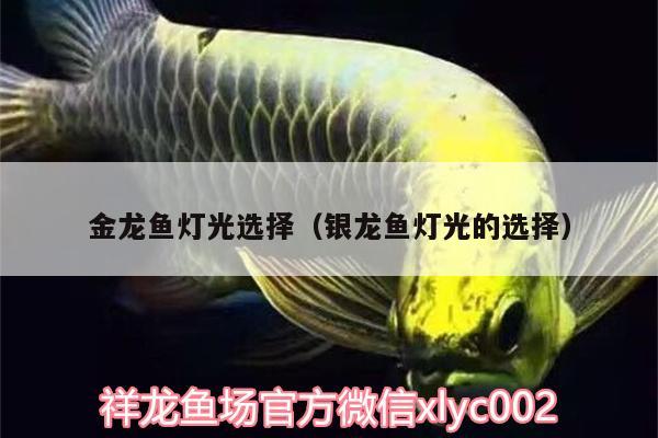 金龍魚(yú)燈光選擇（銀龍魚(yú)燈光的選擇）