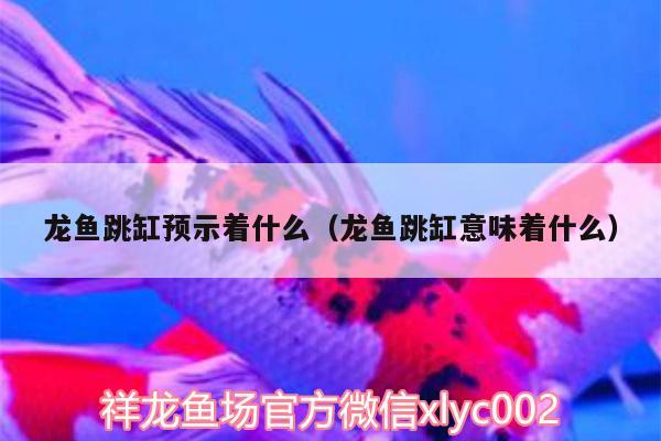 龍魚跳缸預示著什么（龍魚跳缸意味著什么）