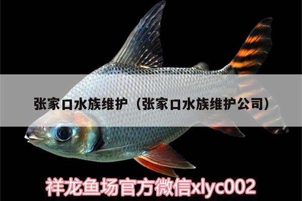 張家口水族維護(hù)（張家口水族維護(hù)公司）