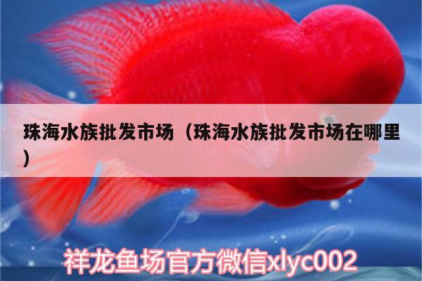 珠海水族批發(fā)市場（珠海水族批發(fā)市場在哪里） 觀賞魚水族批發(fā)市場