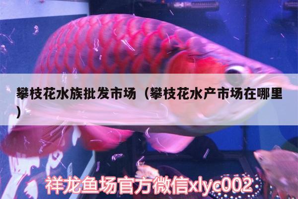 攀枝花水族批發(fā)市場(chǎng)（攀枝花水產(chǎn)市場(chǎng)在哪里） 觀賞魚水族批發(fā)市場(chǎng)