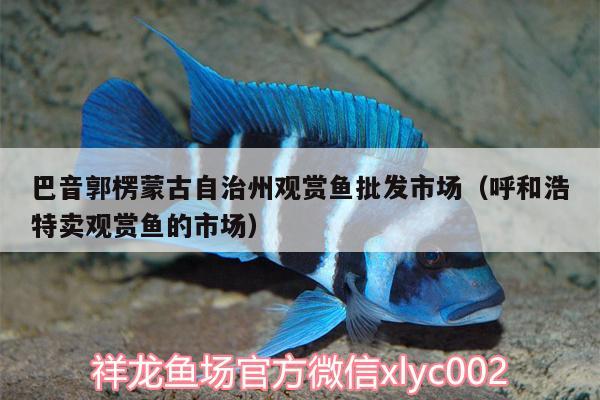 巴音郭楞蒙古自治州觀賞魚批發(fā)市場（呼和浩特賣觀賞魚的市場）