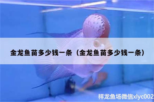 金龍魚苗多少錢一條（金龍魚苗多少錢一條） 白寫錦鯉魚