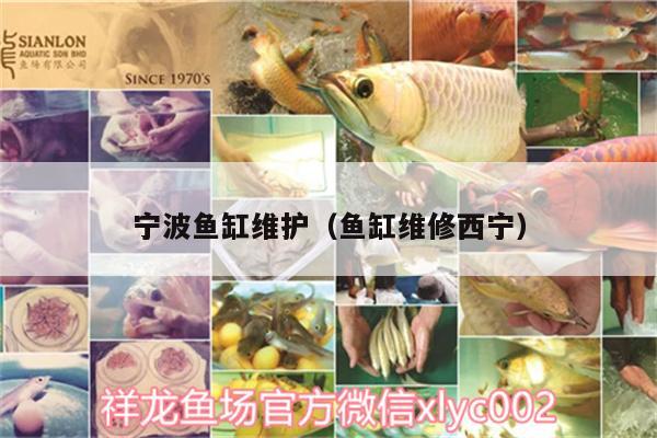 寧波魚缸維護(hù)（魚缸維修西寧） 水族品牌