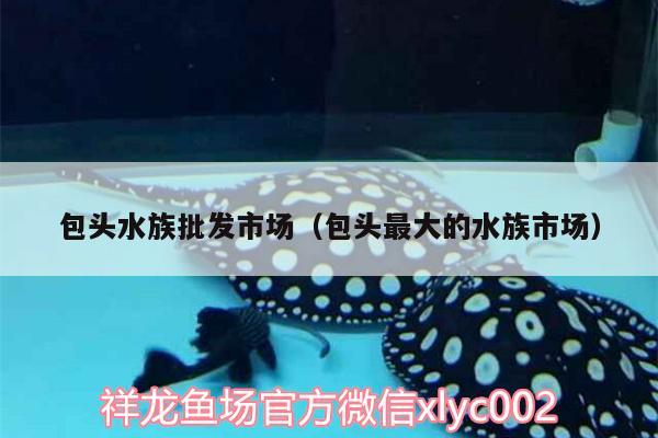 包頭水族批發(fā)市場（包頭最大的水族市場） 觀賞魚水族批發(fā)市場