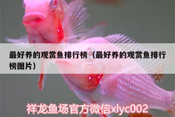 最好養(yǎng)的觀賞魚排行榜（最好養(yǎng)的觀賞魚排行榜圖片） 埃及神仙魚