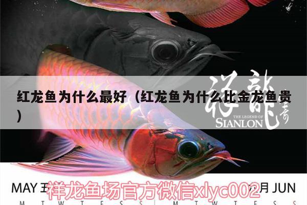 紅龍魚為什么最好（紅龍魚為什么比金龍魚貴）