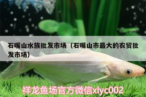 石嘴山水族批發(fā)市場（石嘴山市最大的農(nóng)貿(mào)批發(fā)市場）