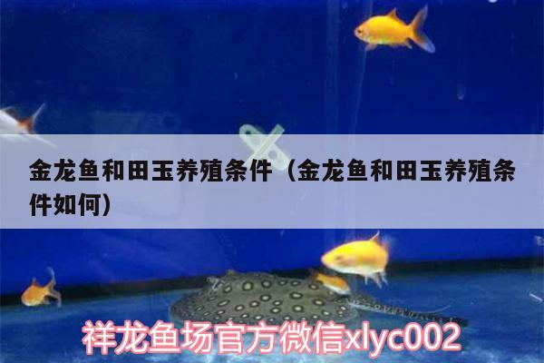 金龍魚和田玉養(yǎng)殖條件（金龍魚和田玉養(yǎng)殖條件如何）