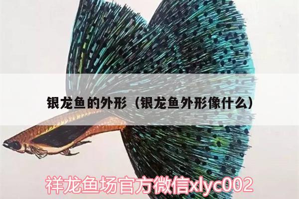 銀龍魚的外形（銀龍魚外形像什么）