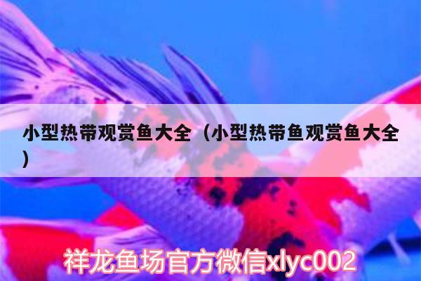 小型熱帶觀賞魚大全（小型熱帶魚觀賞魚大全） 祥龍傳奇品牌魚缸 第2張