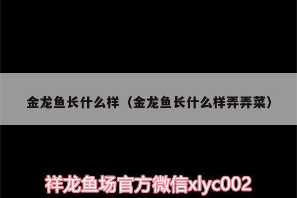 金龍魚(yú)長(zhǎng)什么樣（金龍魚(yú)長(zhǎng)什么樣弄弄菜） 蘇虎