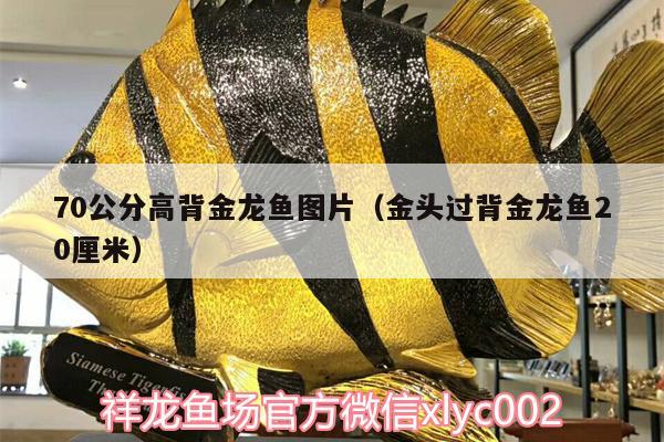 70公分高背金龍魚圖片（金頭過背金龍魚20厘米）