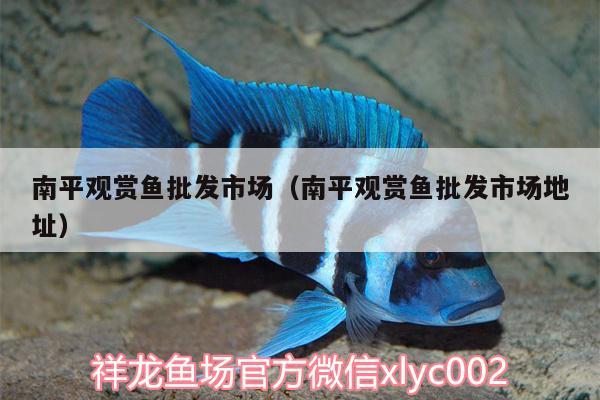 南平觀賞魚批發(fā)市場（南平觀賞魚批發(fā)市場地址） 觀賞魚批發(fā)