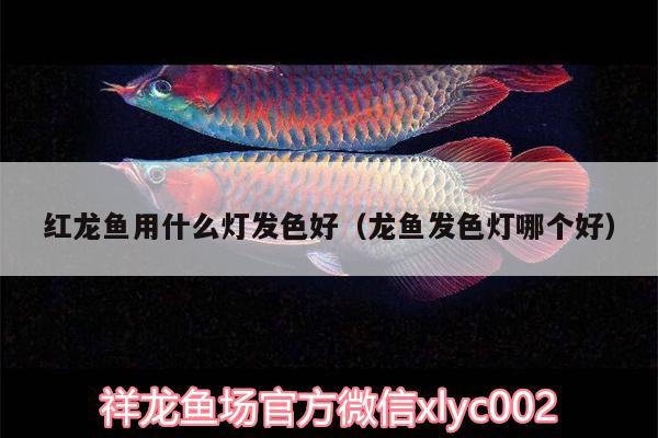 紅龍魚用什么燈發(fā)色好（龍魚發(fā)色燈哪個好）