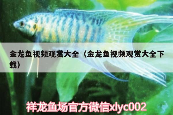 金龍魚視頻觀賞大全（金龍魚視頻觀賞大全下載） 過濾設(shè)備