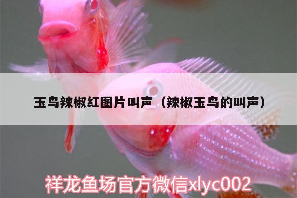 玉鳥辣椒紅圖片叫聲（辣椒玉鳥的叫聲） 養(yǎng)魚的好處