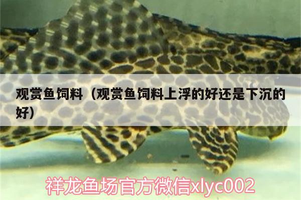 觀賞魚飼料（觀賞魚飼料上浮的好還是下沉的好） 狗仔招財貓魚