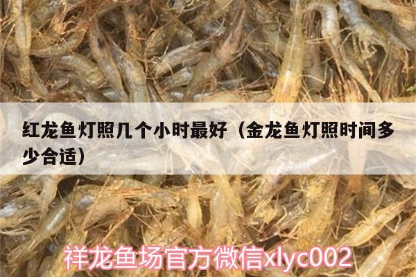 紅龍魚燈照幾個小時最好（金龍魚燈照時間多少合適） 其他益生菌 第2張