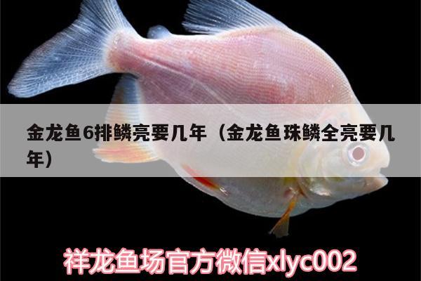 金龍魚6排鱗亮要幾年（金龍魚珠鱗全亮要幾年） 翡翠鳳凰魚