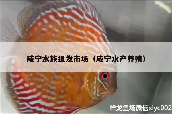 咸寧水族批發(fā)市場（咸寧水產(chǎn)養(yǎng)殖）