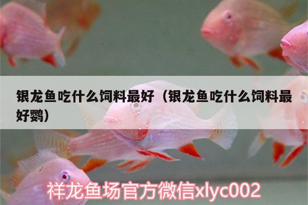 銀龍魚吃什么飼料最好（銀龍魚吃什么飼料最好鸚） 銀龍魚百科