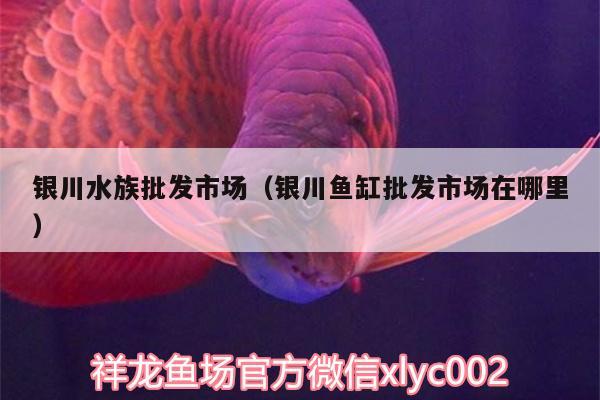 銀川水族批發(fā)市場(chǎng)（銀川魚(yú)缸批發(fā)市場(chǎng)在哪里）