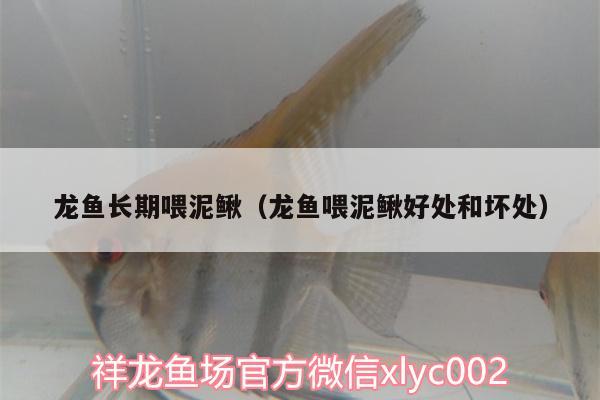 龍魚長期喂泥鰍（龍魚喂泥鰍好處和壞處）