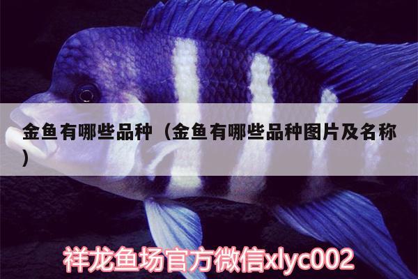 金魚有哪些品種（金魚有哪些品種圖片及名稱）