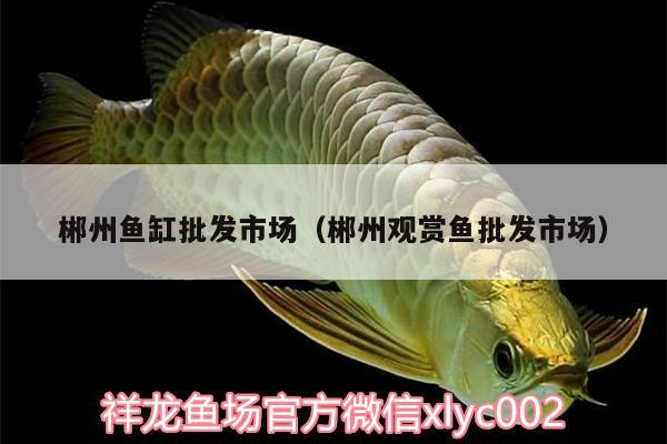 郴州魚缸批發(fā)市場（郴州觀賞魚批發(fā)市場）