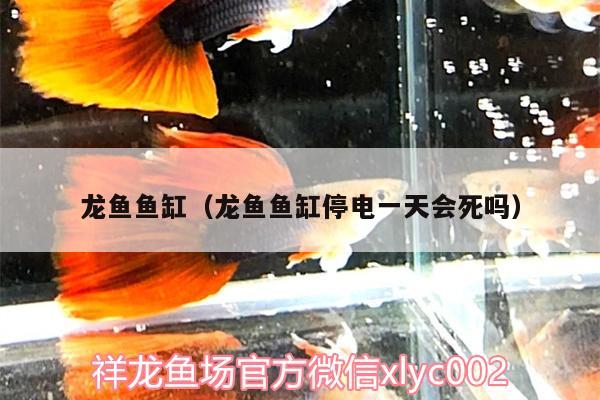 龍魚魚缸（龍魚魚缸停電一天會死嗎）