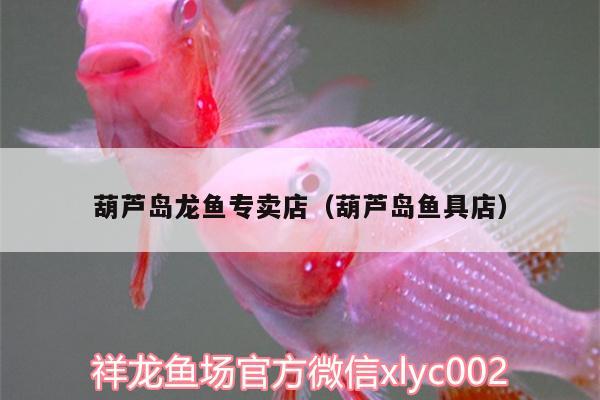 葫蘆島龍魚(yú)專(zhuān)賣(mài)店（葫蘆島魚(yú)具店）