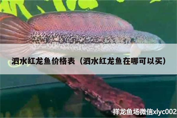 泗水紅龍魚價(jià)格表（泗水紅龍魚在哪可以買）