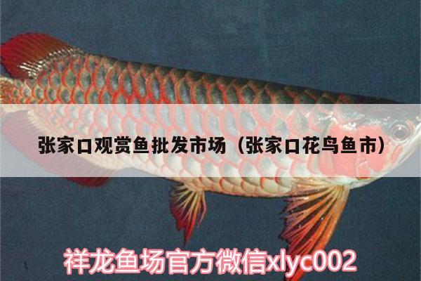 張家口觀賞魚批發(fā)市場（張家口花鳥魚市）