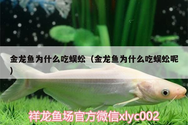 金龍魚為什么吃蜈蚣（金龍魚為什么吃蜈蚣呢）