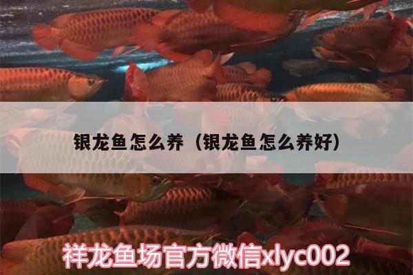 銀龍魚怎么養(yǎng)（銀龍魚怎么養(yǎng)好） 銀龍魚