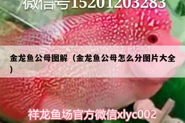 金龍魚公母圖解（金龍魚公母怎么分圖片大全）