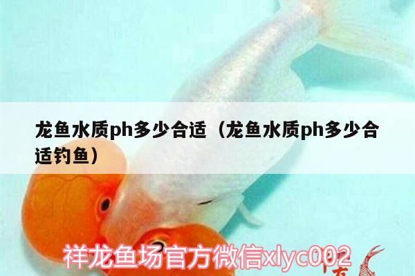 龍魚水質(zhì)ph多少合適（龍魚水質(zhì)ph多少合適釣魚） 垂釣樂園