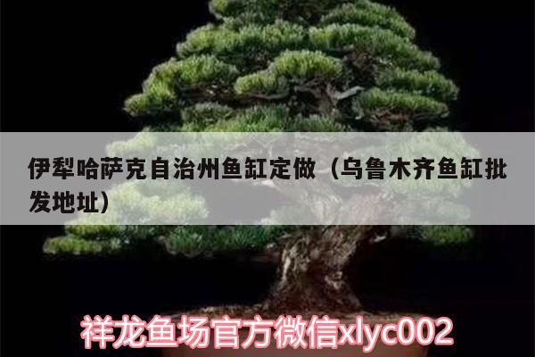 伊犁哈薩克自治州魚缸定做（烏魯木齊魚缸批發(fā)地址） 高背金龍魚