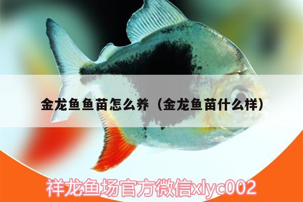 金龍魚(yú)魚(yú)苗怎么養(yǎng)（金龍魚(yú)苗什么樣） 白化巴西龜（白巴）