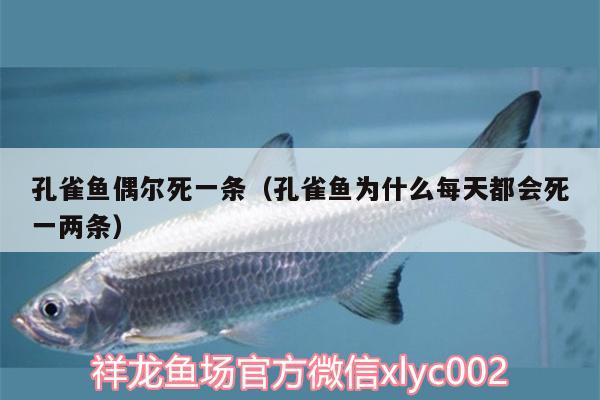 孔雀魚偶爾死一條（孔雀魚為什么每天都會(huì)死一兩條）