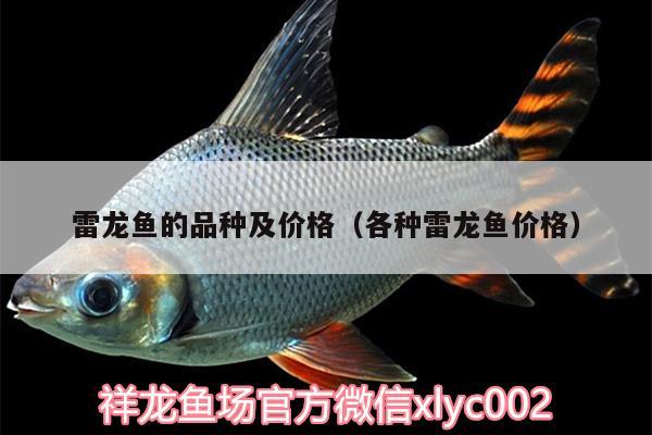 雷龍魚的品種及價格（各種雷龍魚價格）