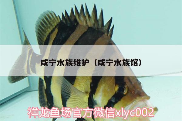 咸寧水族維護（咸寧水族館） 紅老虎魚