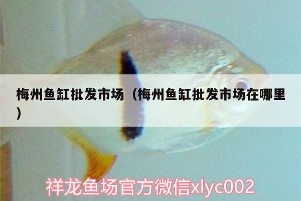 梅州魚缸批發(fā)市場（梅州魚缸批發(fā)市場在哪里） 藍底過背金龍魚