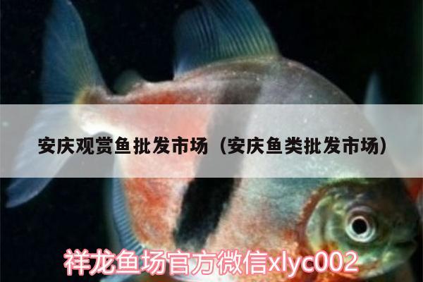 安慶觀賞魚批發(fā)市場（安慶魚類批發(fā)市場）