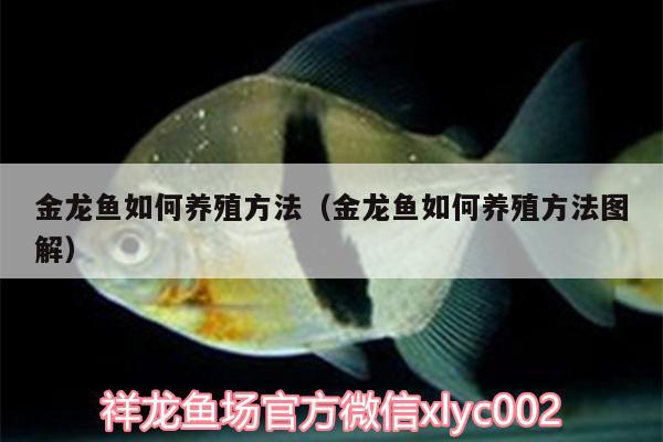 金龍魚如何養(yǎng)殖方法（金龍魚如何養(yǎng)殖方法圖解） 狗仔（招財貓)魚苗