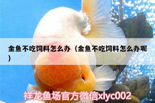 金魚不吃飼料怎么辦（金魚不吃飼料怎么辦呢） 巴西亞魚苗